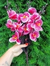 Веточка орхидеи 5 голов 45 см