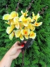 Веточка орхидеи 5 голов 45 см