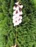 Орхидея искуственная белая 100 см